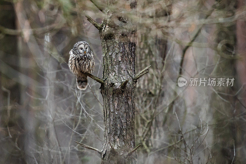 野生的乌拉尔猫头鹰(Strix uralensis)。